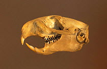 Alpine marmot skull {Marmota marmota}