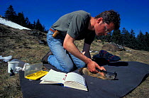 Researcher measures Alpine marmot {Marmota marmota} Hohe Tauern NP, Austria