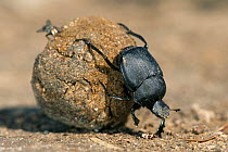Dung beetle rolling dung ball {Canthon sp} Texas, USA.