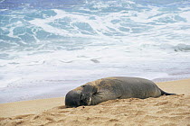 Hawaiian monk seal hauled out on beach {Monachus schauninslandi} Kauai, Hawaii