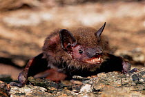 Evening bat {Nycticieus humeralis} Texas, USA.