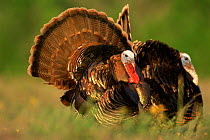 Male Wild Turkeys displaying {Meleagris gallopavo} Texas, USA