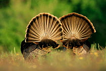 Rear view of Male Wild Turkey tail feathers during display {Meleagris gallopavo} Texas, USA