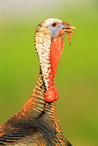 Male Wild Turkey head and neck portrait {Meleagris gallopavo} Texas, USA.