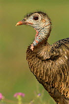 Female Wild Turkey head portrait {Meleagris gallopavo} Texas, USA.