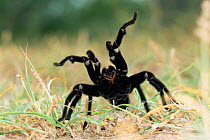 Brown tarantula in defensive pose {Aphonopelma hentzi} Texas, USA.