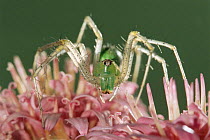 Green lynx spider {Peucetia viridans} Texas, USA.