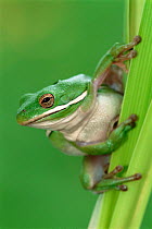 Green treefrog {Hyla cinerea} Texas, USA.