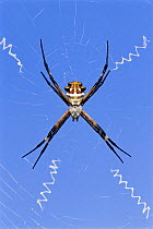 Female silver spider {Argiope argentata} on web, Texas, USA
