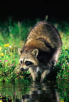 Raccoon washing food in water {Procyon lotor}Texas, USA.
