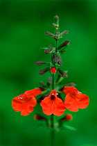 Tropical sage in flower {Salvia coccinea} Texas, USA.