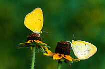 Little yellow butterfly pair {Eurema lisa} Texas, USA