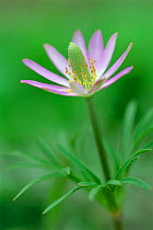 Anemone flower {Anemone berlandieri} Texas, USA.