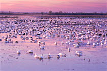 RF- Flock of Snow geese on lake (Chen caerulescens). Bosque del Apache, New Mexico, USA. (This image may be licensed either as rights managed or royalty free.)