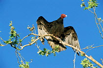 Turkey vulture sunning and calling in tree {Cathartes aura} Texas, USA.