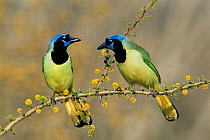 RF- Green jay pair (Cyanocorax yncas). Texas, USA. (This image may be licensed either as rights managed or royalty free.)