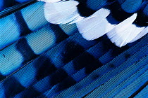 Close up of wing feathers of Blue jay {Cyanocitta cristata} Texas, USA.