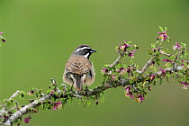 Black throated sparrow {Amphispiza bilineata} on Soapbush {Guayacan} Texas, USA.