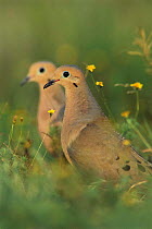 Mourning dove pair {Zenaida macroura} Texas, USA.