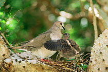White fronted dove with 10-day-old chick in nest {Leptotila verreauxi} Texas, USA