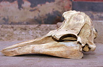 Skull of Lesser / Peruvian beaked whale, Peru {Mesoplodon peruvianus}