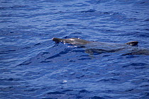Rough-toothed dolphin {Steno bredanensis} The Maldives