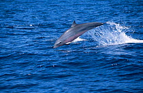Fraser's dolphin jumping {Lagenodelphus hosei} Caribbean