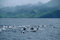 Pod of Frasers dolphins {Lagenodelphus hosei} off St Vincent + The Grenadines, Caribbean.