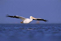 American white pelican flying {Pelecanus erythrorhynchos} Texas, USA