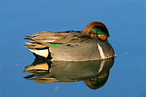 Male Green winged teal asleep with head tucked under wing, Texas, USA. {Anas carolinensis}