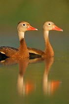 Pair of Black belled whistling ducks {Dendrocygna autumnalis} Texas, USA