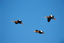 Black belled whistling ducks in flight {Dendrocygna autumnalis} Texas, USA.