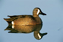 Blue winged teal male on water {Anas discors} Texas, USA