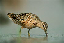 Long billed dowitcher feeding in water {Limnodromus scolopaceus} Texas, USA.
