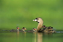 Pied billed grebe with chicks, one on back, Texas, USA {Podilymbus podiceps}