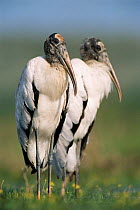 American wood ibis pair {Mycteria americana} Texas, USA