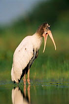 American wood ibis with beak open {Mycteria americana} Texas, USA
