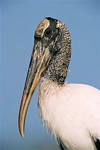 American wood ibis head portrait {Mycteria americana} Texas, USA