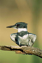 Belted kingfisher male {Megaceryle alcyon} Texas, USA