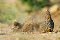Scaled quail pair dust bathing {Callipepla squamata} Texas, USA