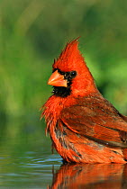 Northern cardinal male bathing {Cardinalis cardinalis} Texas, USA