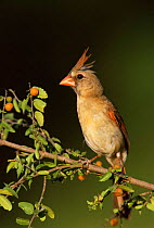 Northern cardinal, juvenile male {Cardinalis cardinalis} Texas, USA