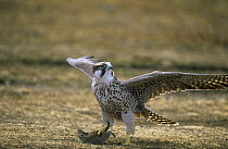 Lanner falcon {Falco biarmicus} with rodent prey, Bale Mountains National Park, Ethiopia