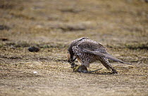 Lanner falcon {Falco biarmicus} with rodent prey,  Bale Mountains National Park, Ethiopia