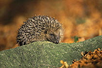 Hedgehog portrait {Erinaceus europaeus} Holloway, Derbyshire