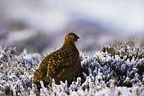 Red grouse in winter {Lagopus l scoticus} Kinder Scout Peak District NP, Derbyshire