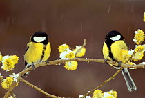 Two Great tits with willow catkins in snow, France {Parus major}