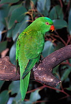 Scaly breasted lorikeet {Trichoglossus chlorolepidotus} captive