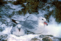 Southern fulmar with chick in snow {Fulmarus glacialoides} Antarctica