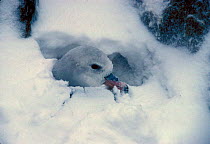 Southern fulmar female on nest in snow {Fulmarus glacialoides} Antarctica.